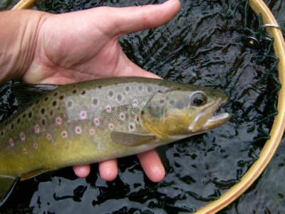 peche truite 43